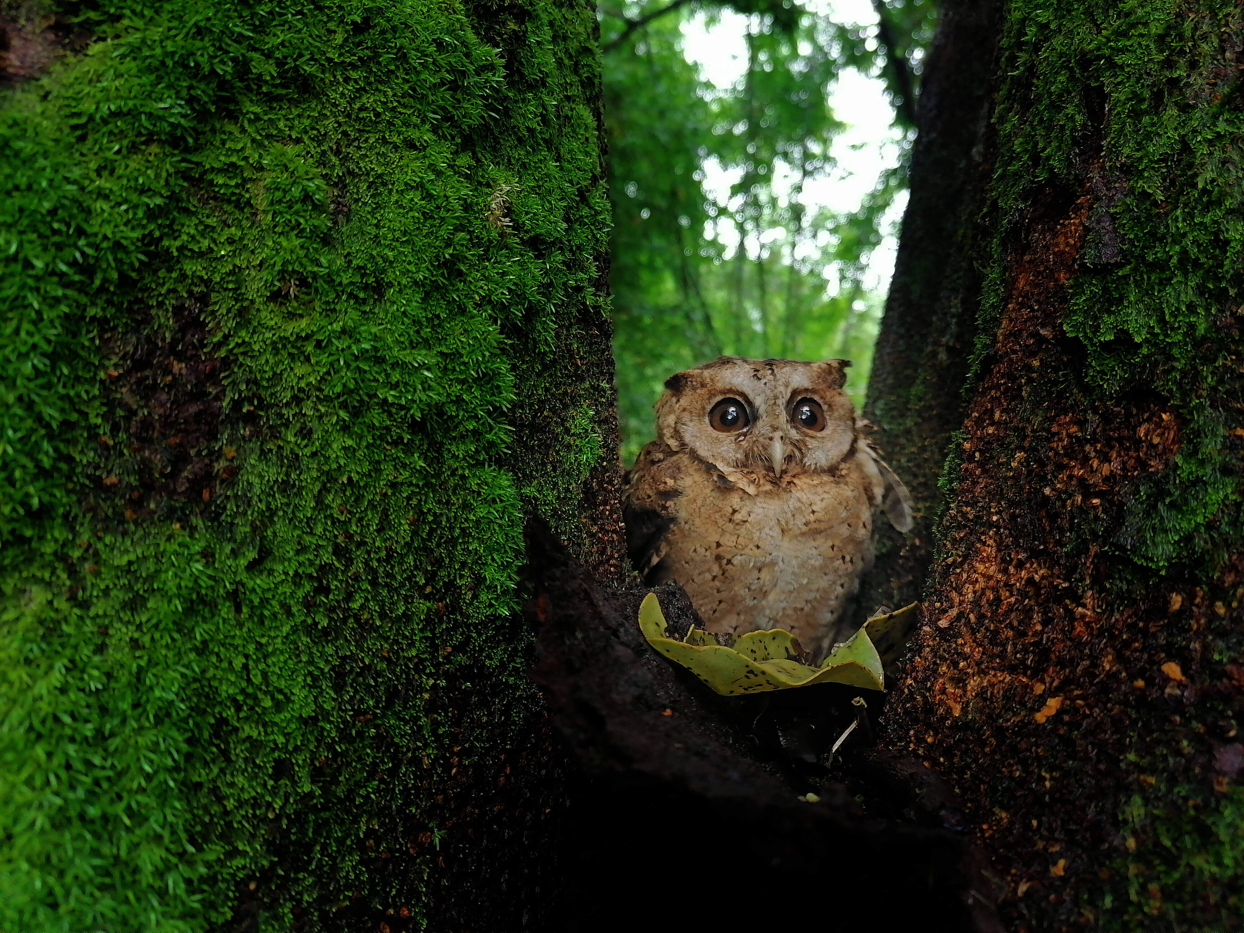 Little Owl