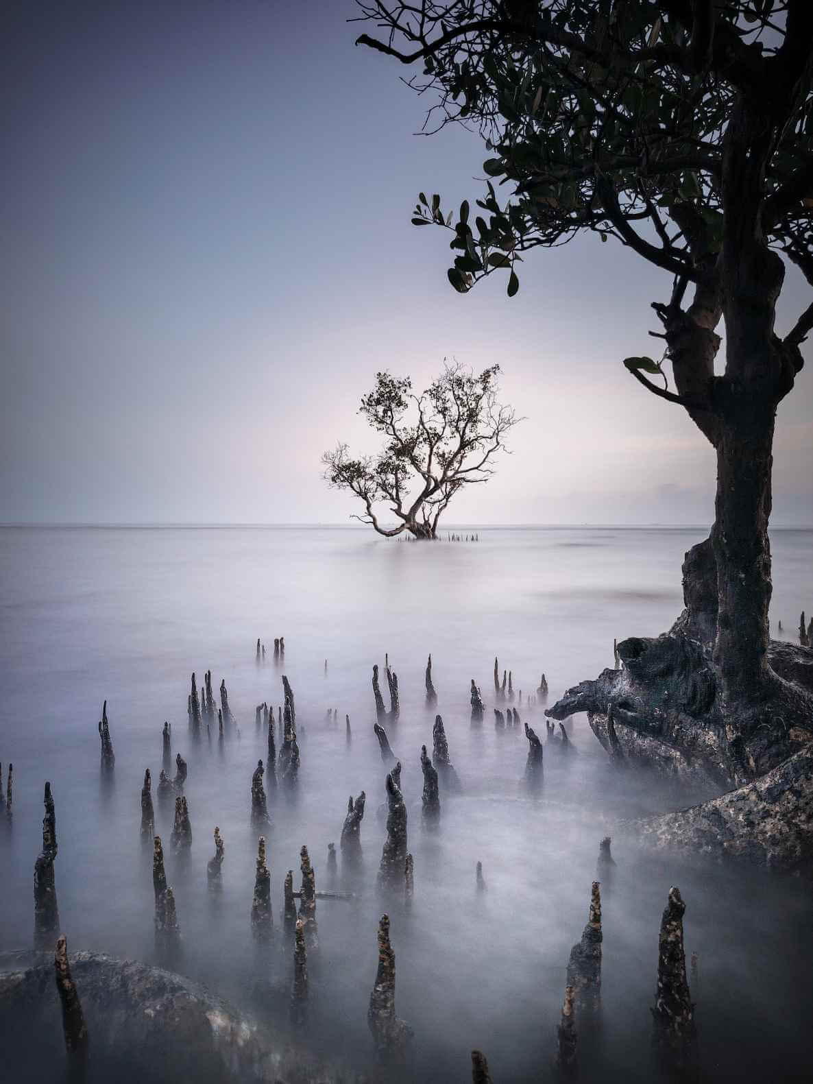 A beautiful tree in the ocean