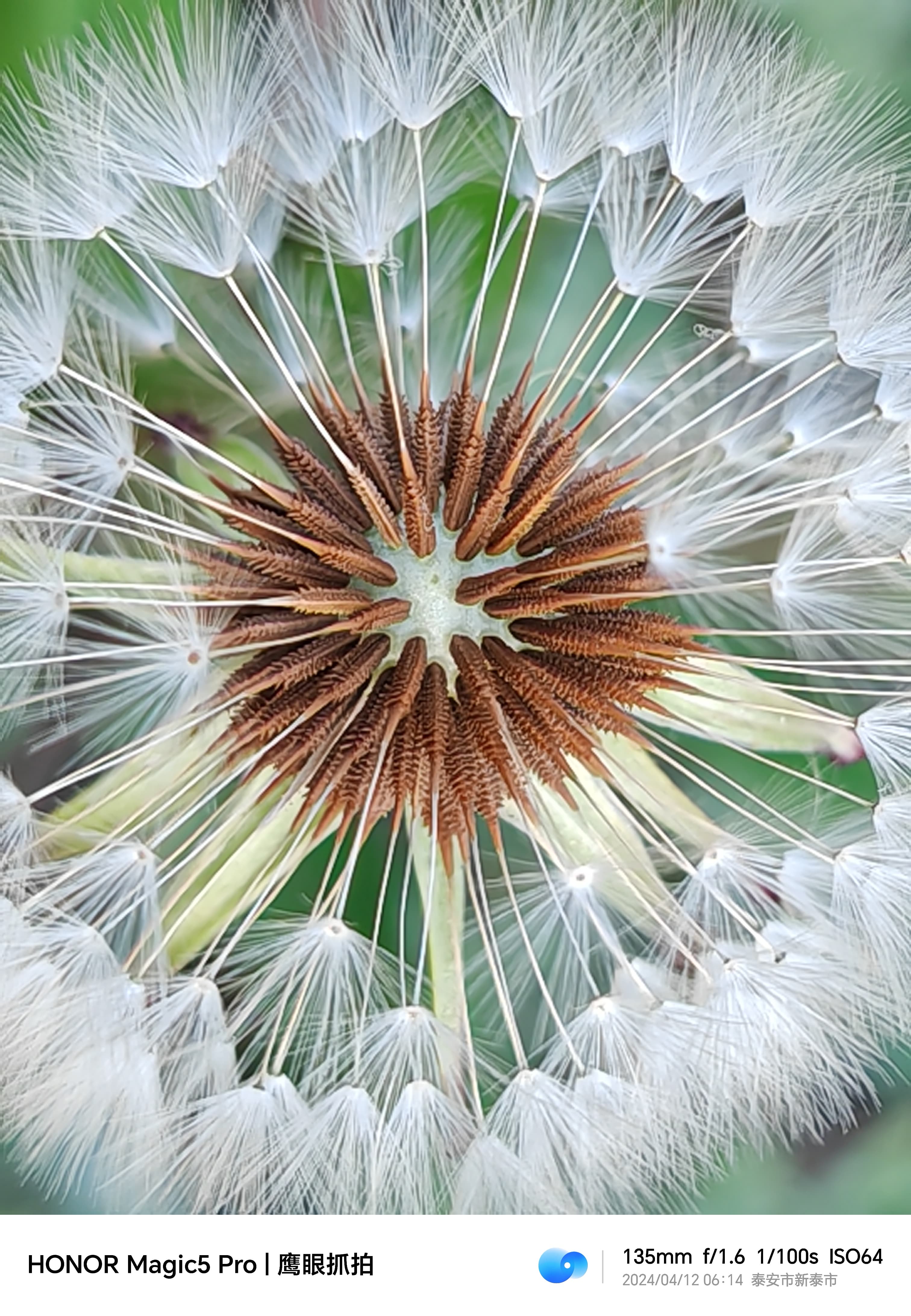 Dandelion