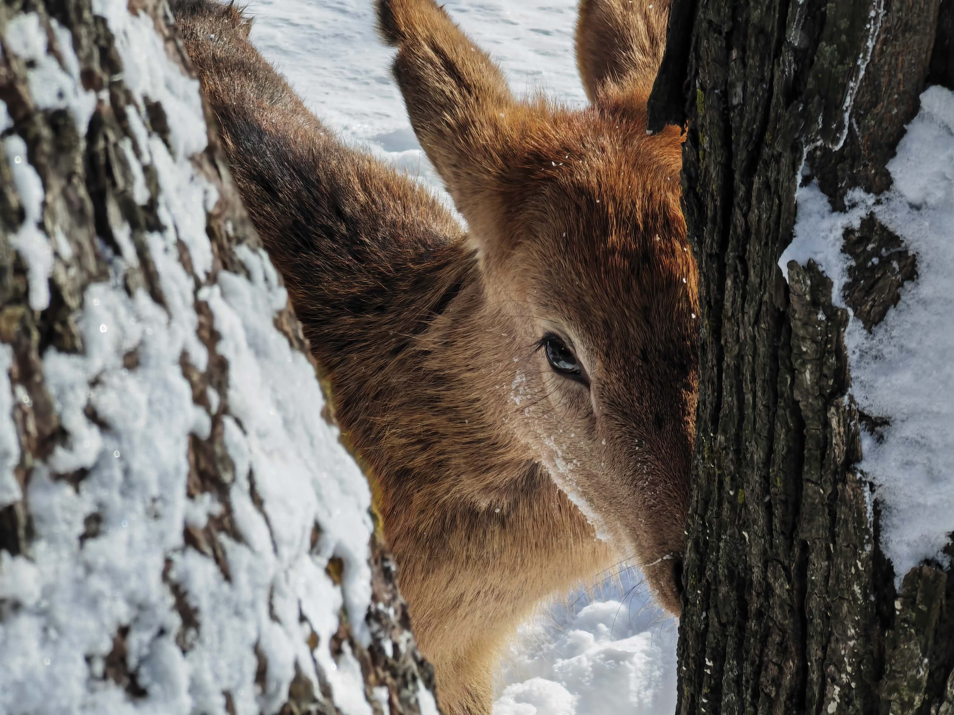 Deer's Enchanting Eyes