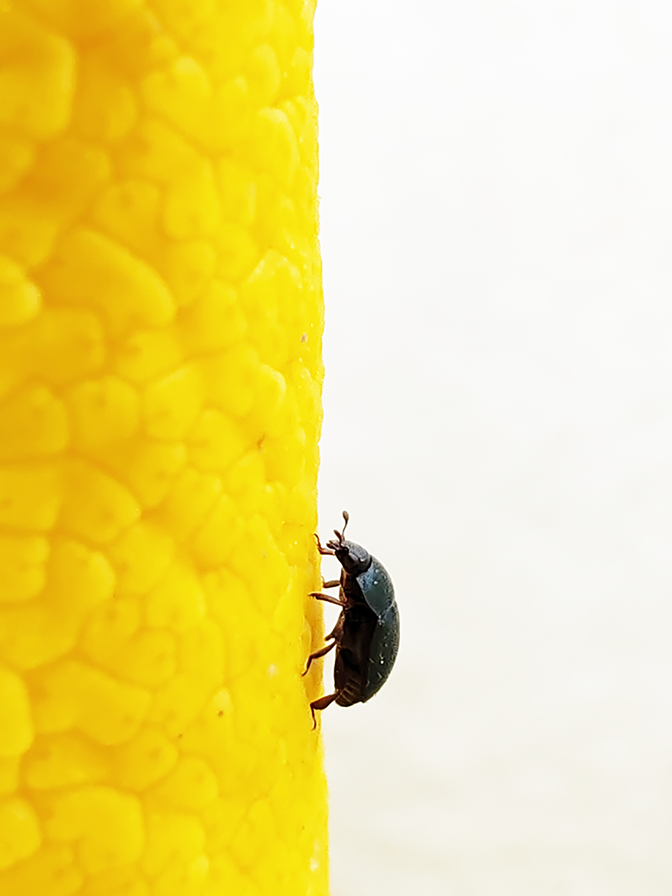 dentro una calla