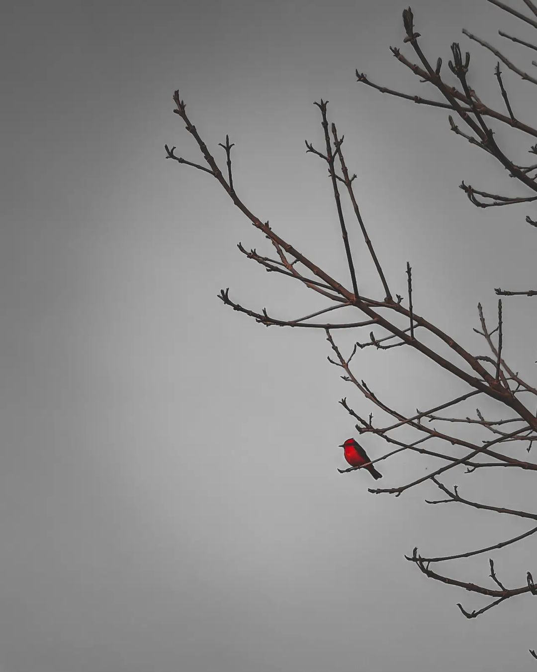 Cada parajo, cada arbol, cada flor me recuerda la bendición y el privilegio qué es estar vivo