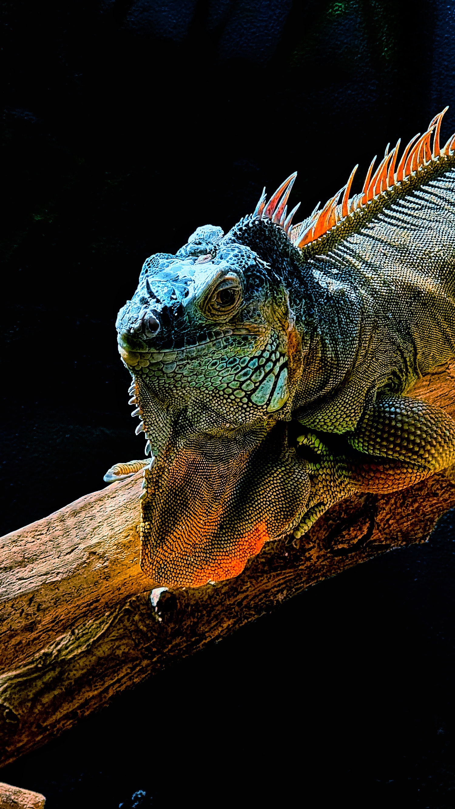 Un'iguana riflessiva