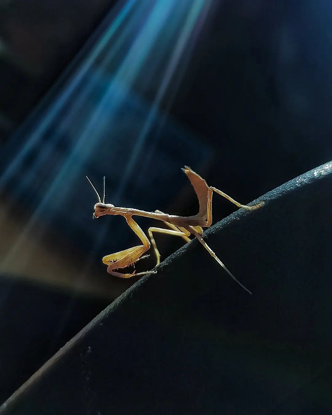 Mantis religiosa