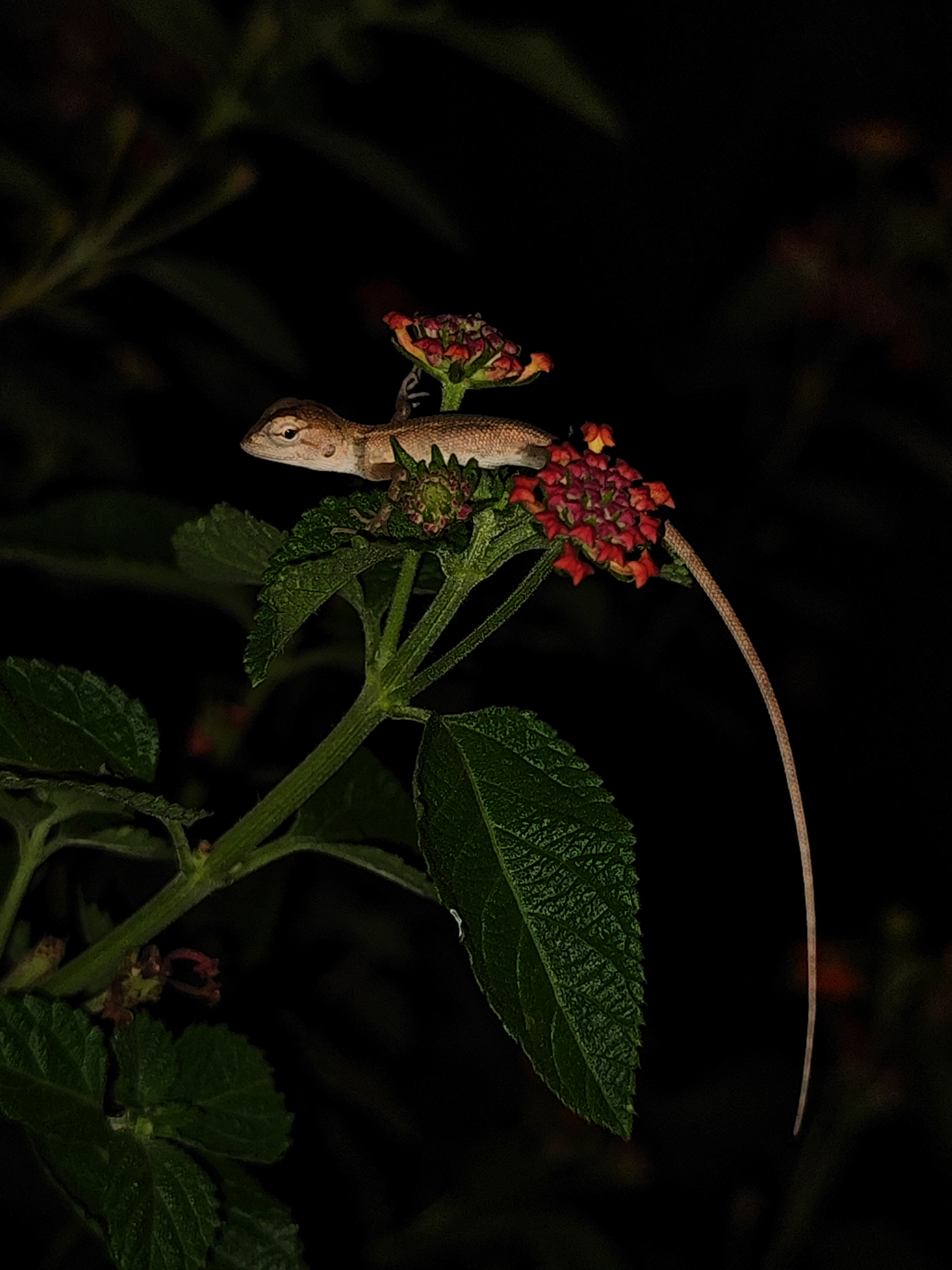 Night nature : lizard and flowers