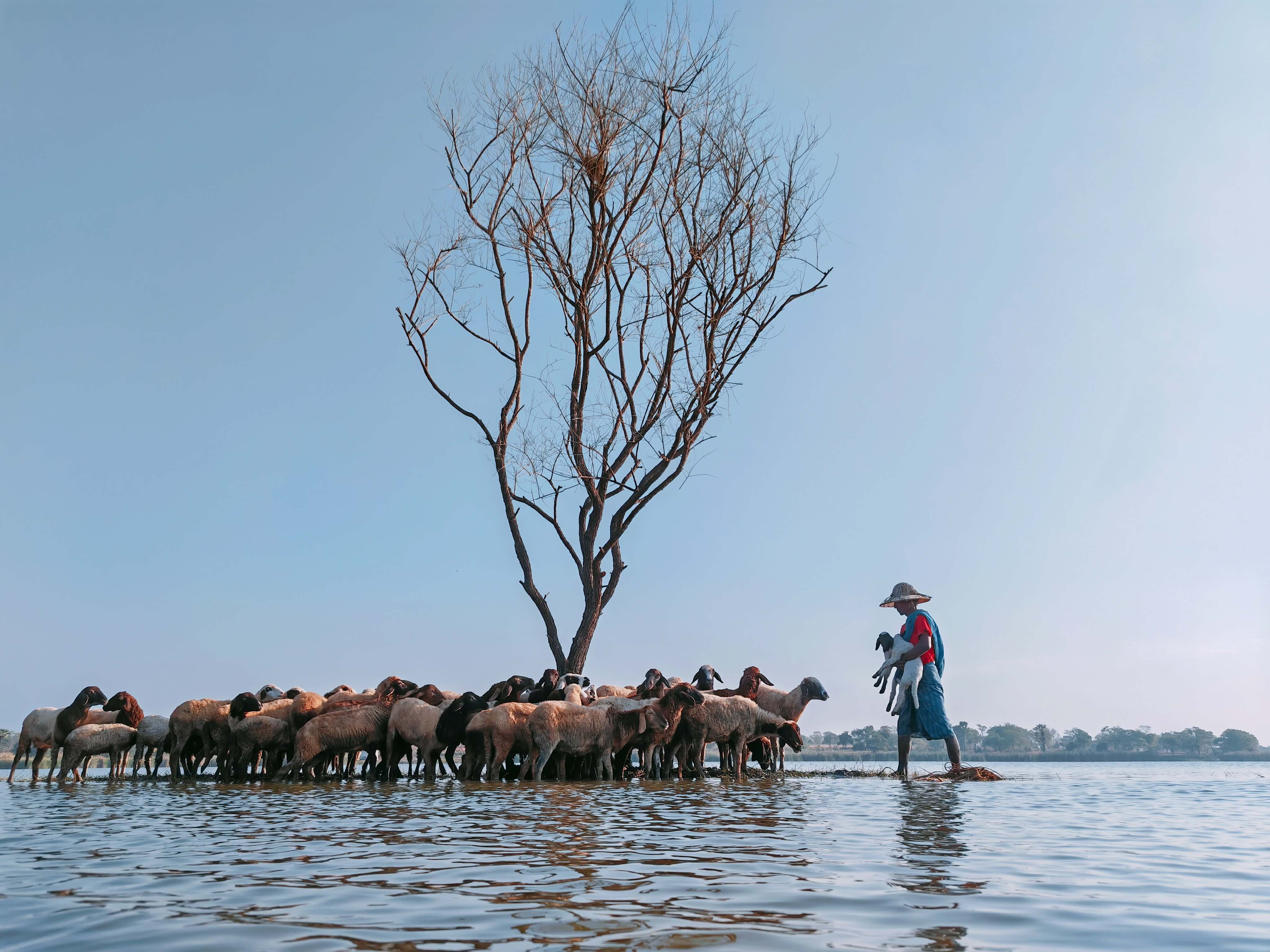 A flock of sheep