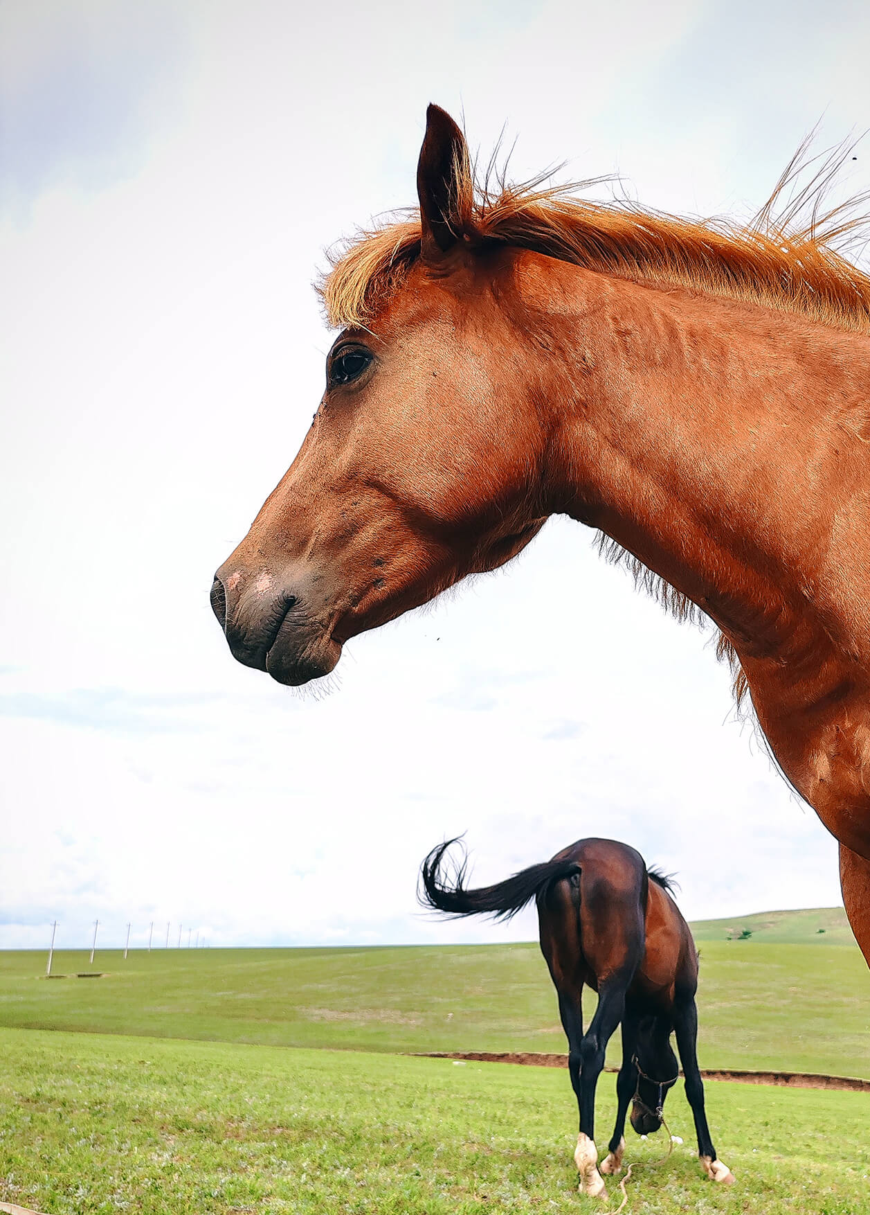 Two Bay Horses