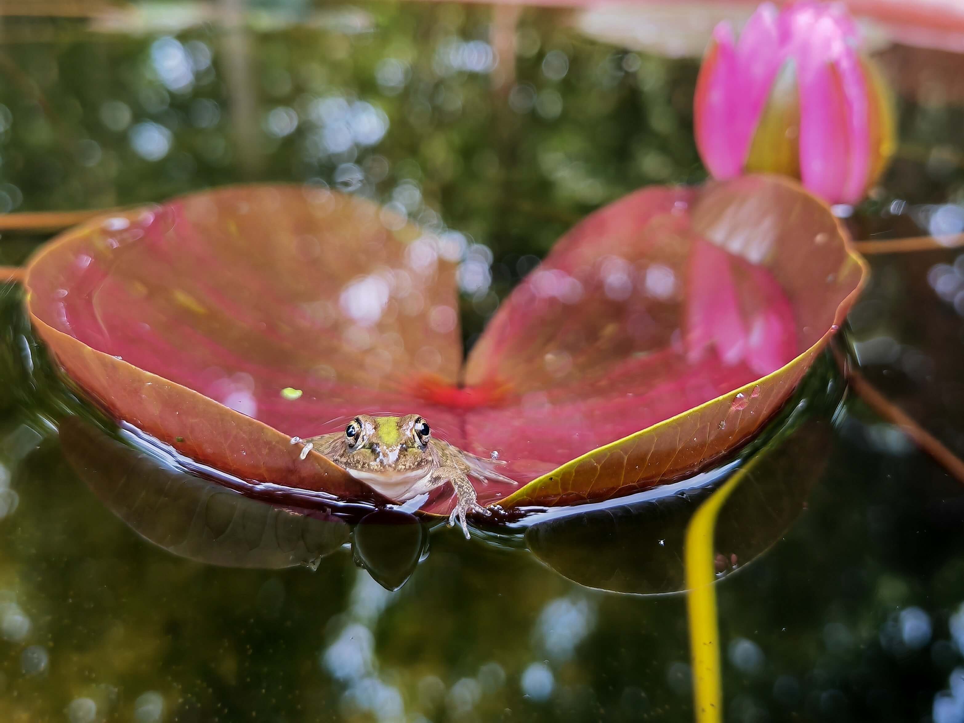 A Big Boat of Little Frogs