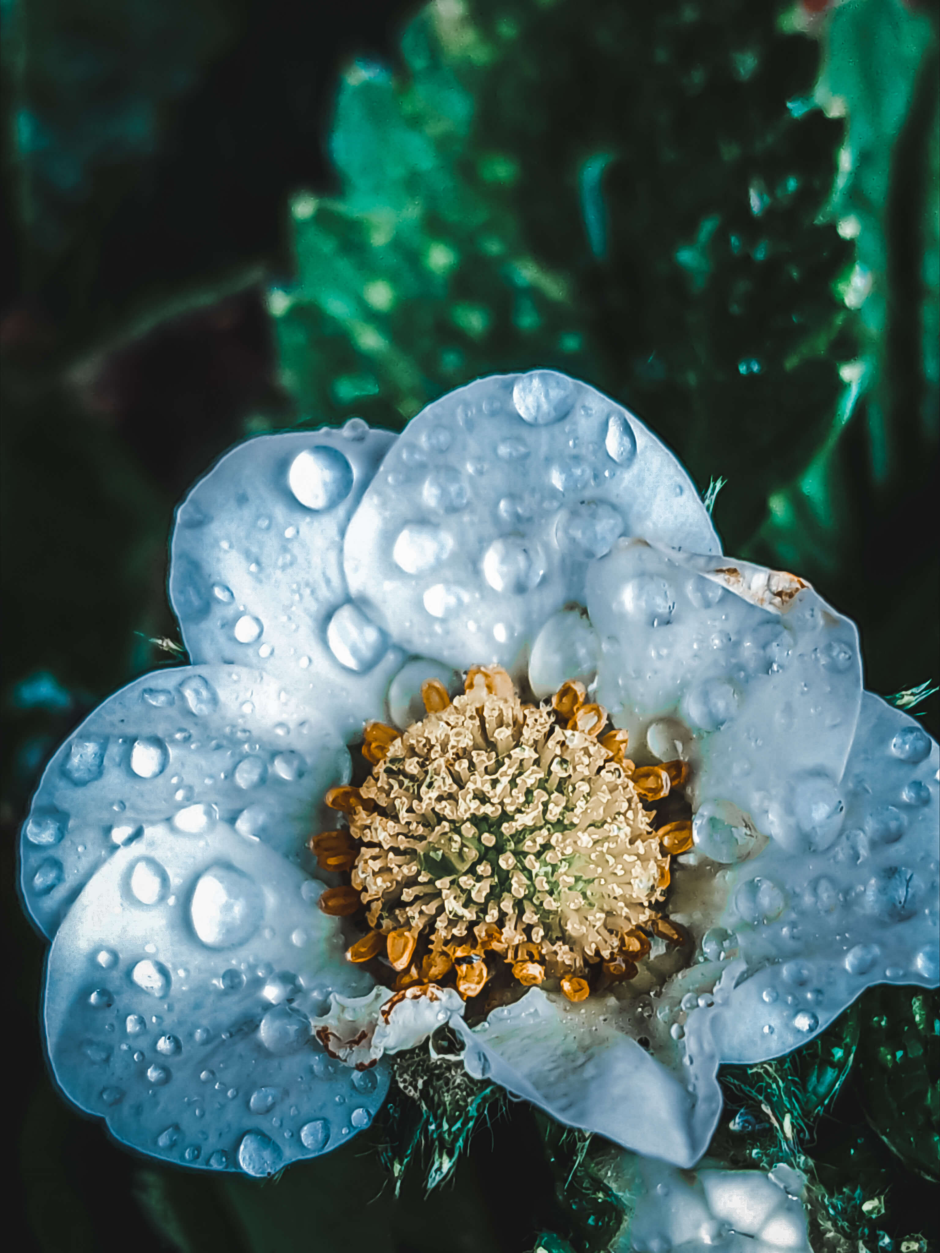 Strawberry flower